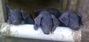 Large Black Piggies